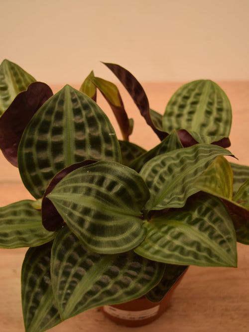 Geogenanthus poeppigii