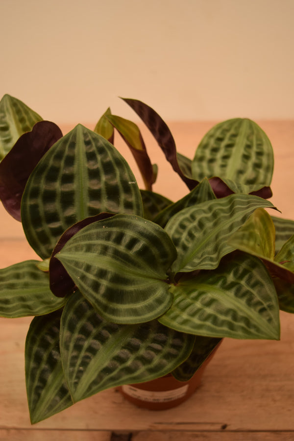 Geogenanthus poeppigii