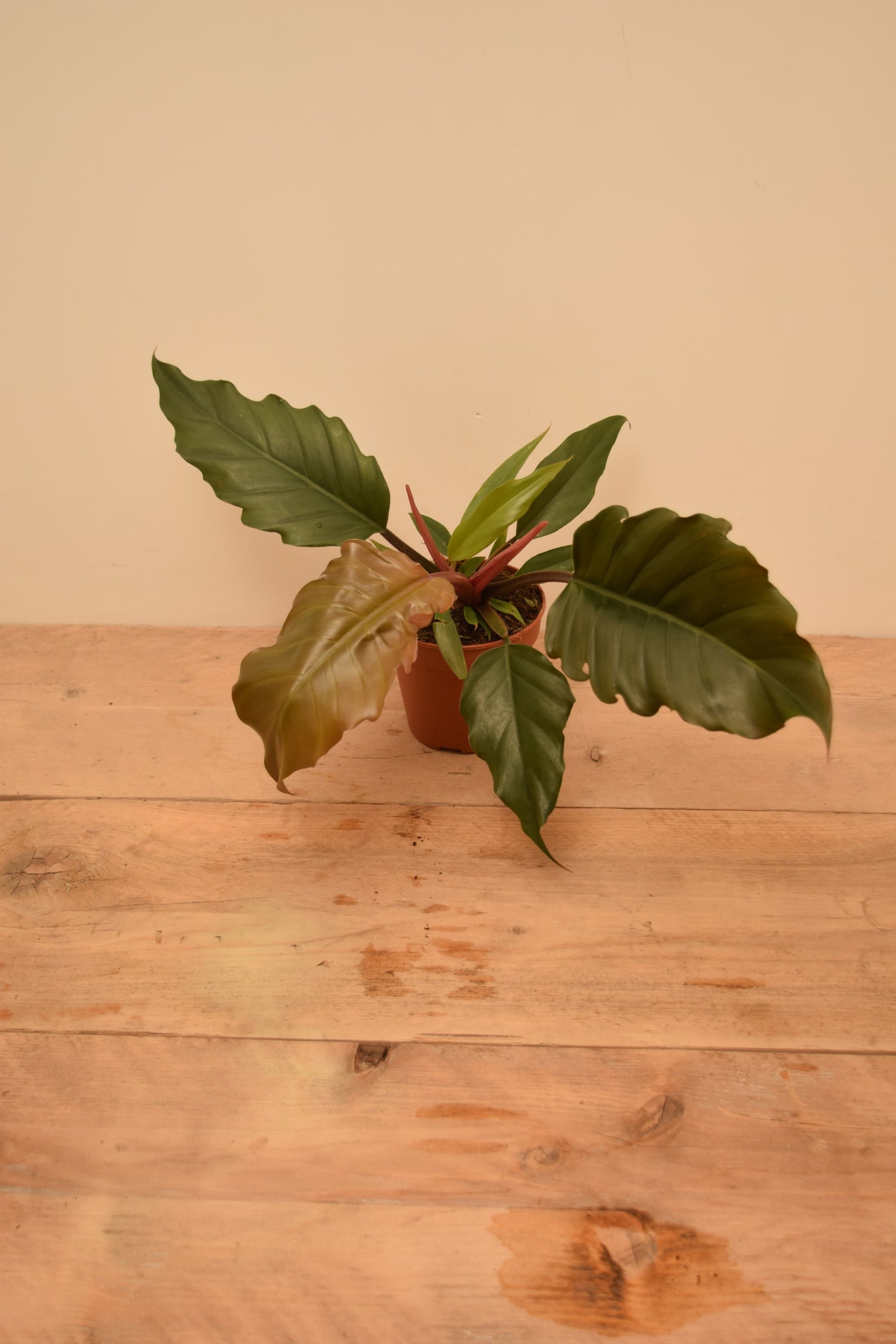 Philodendron bipinnatifidum 'Choco Empress'