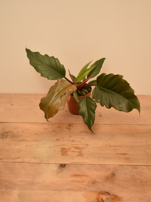 Philodendron bipinnatifidum 'Choco Empress'