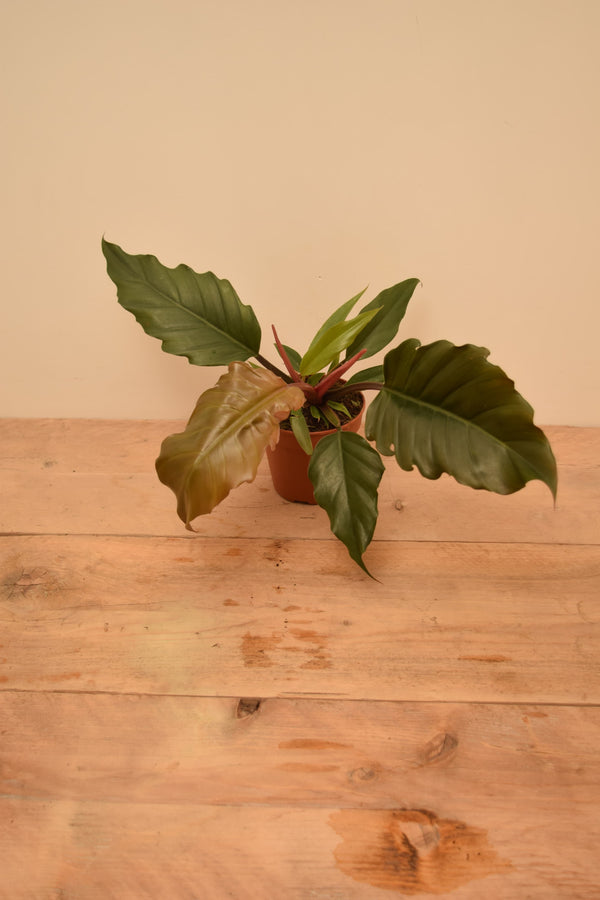 Philodendron bipinnatifidum 'Choco Empress'