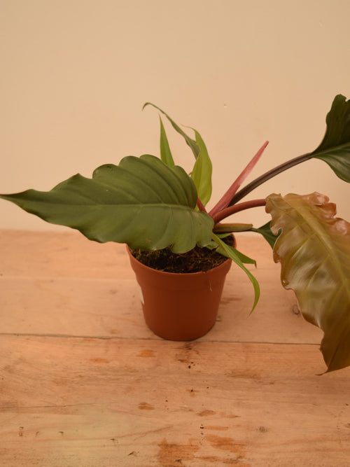 Philodendron bipinnatifidum 'Choco Empress'