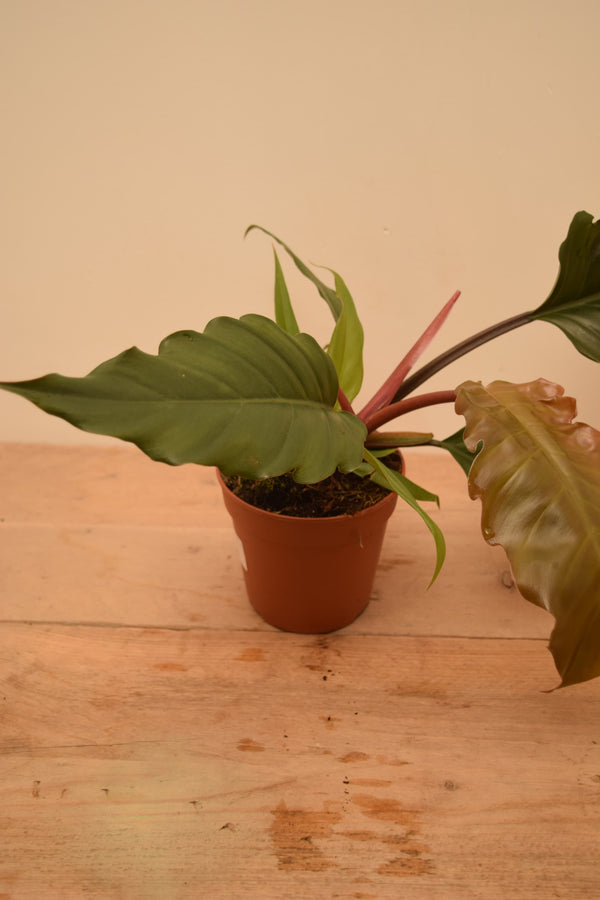 Philodendron bipinnatifidum 'Choco Empress'