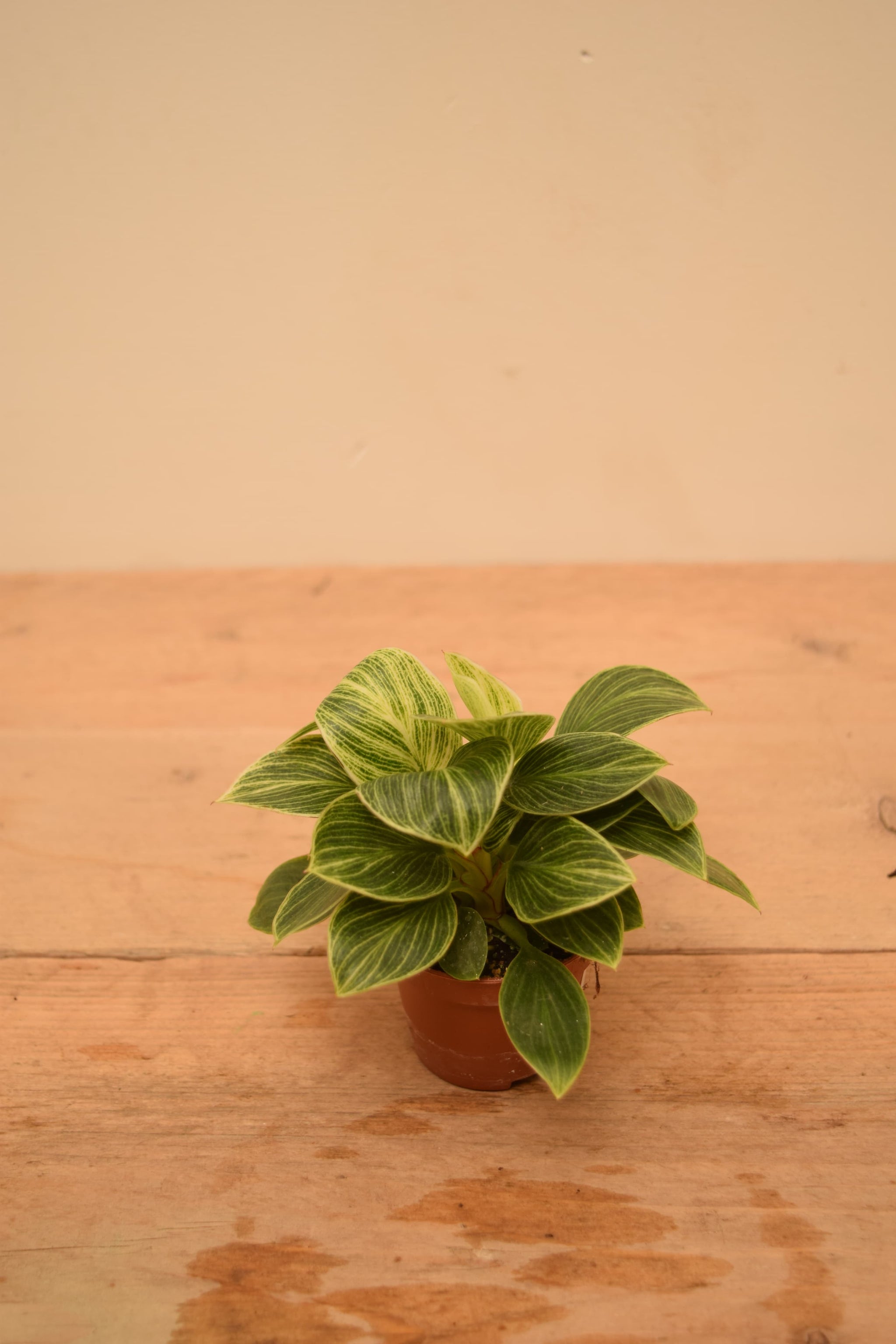 Philodendron 'Birkin'