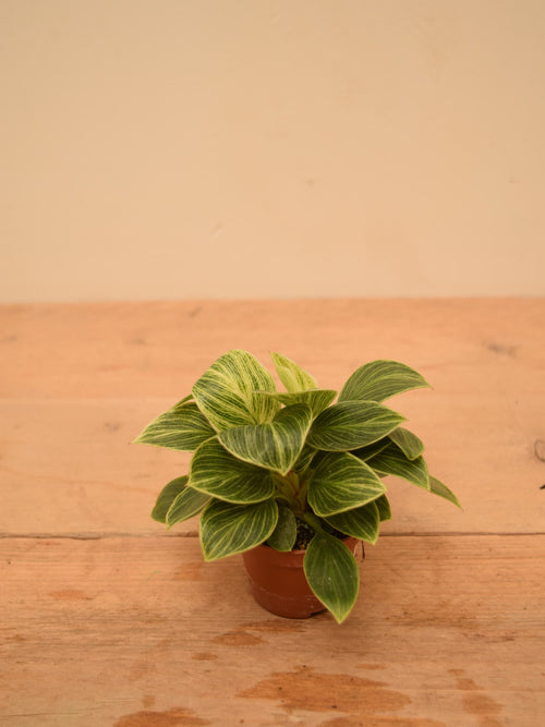 Philodendron 'Birkin'