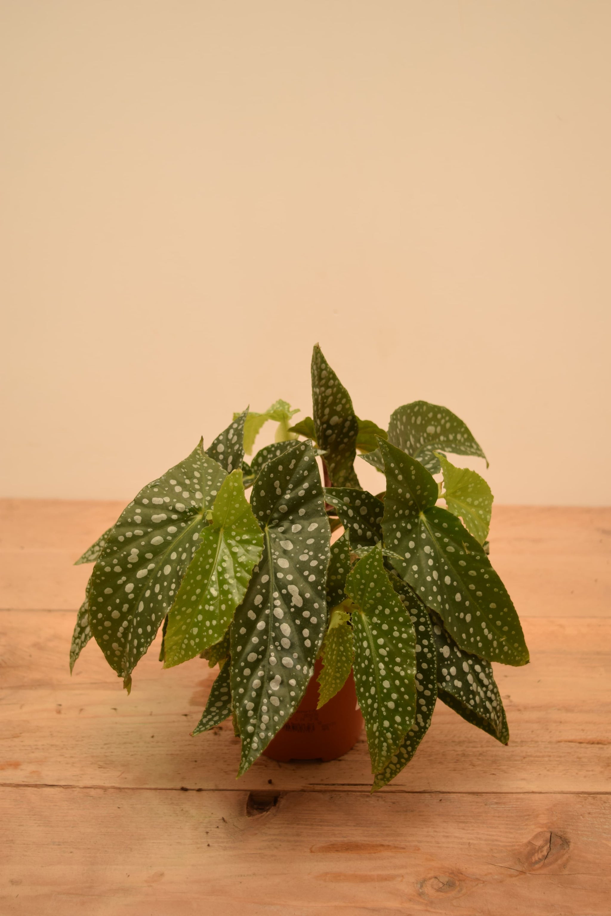 Begonia 'Double Dot'