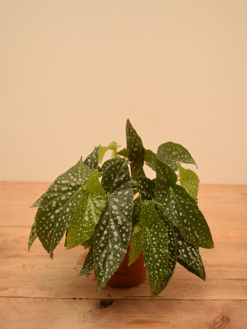 Begonia 'Double Dot'