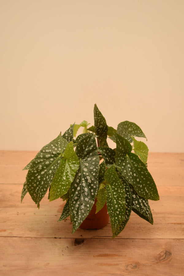 Begonia 'Double Dot'