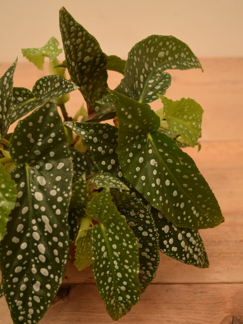 Begonia 'Double Dot'