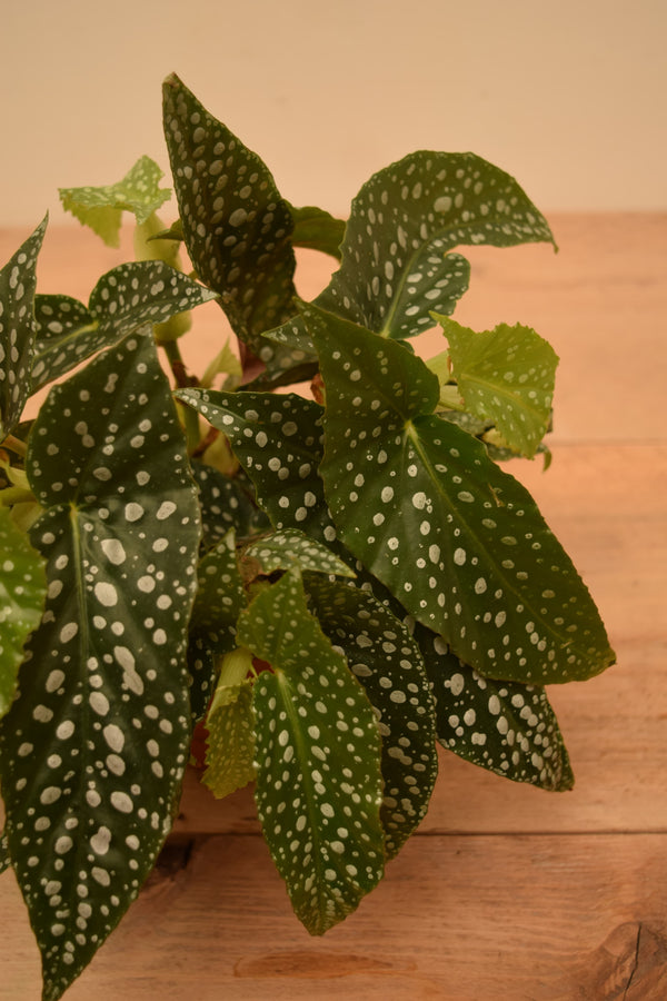 Begonia 'Double Dot'