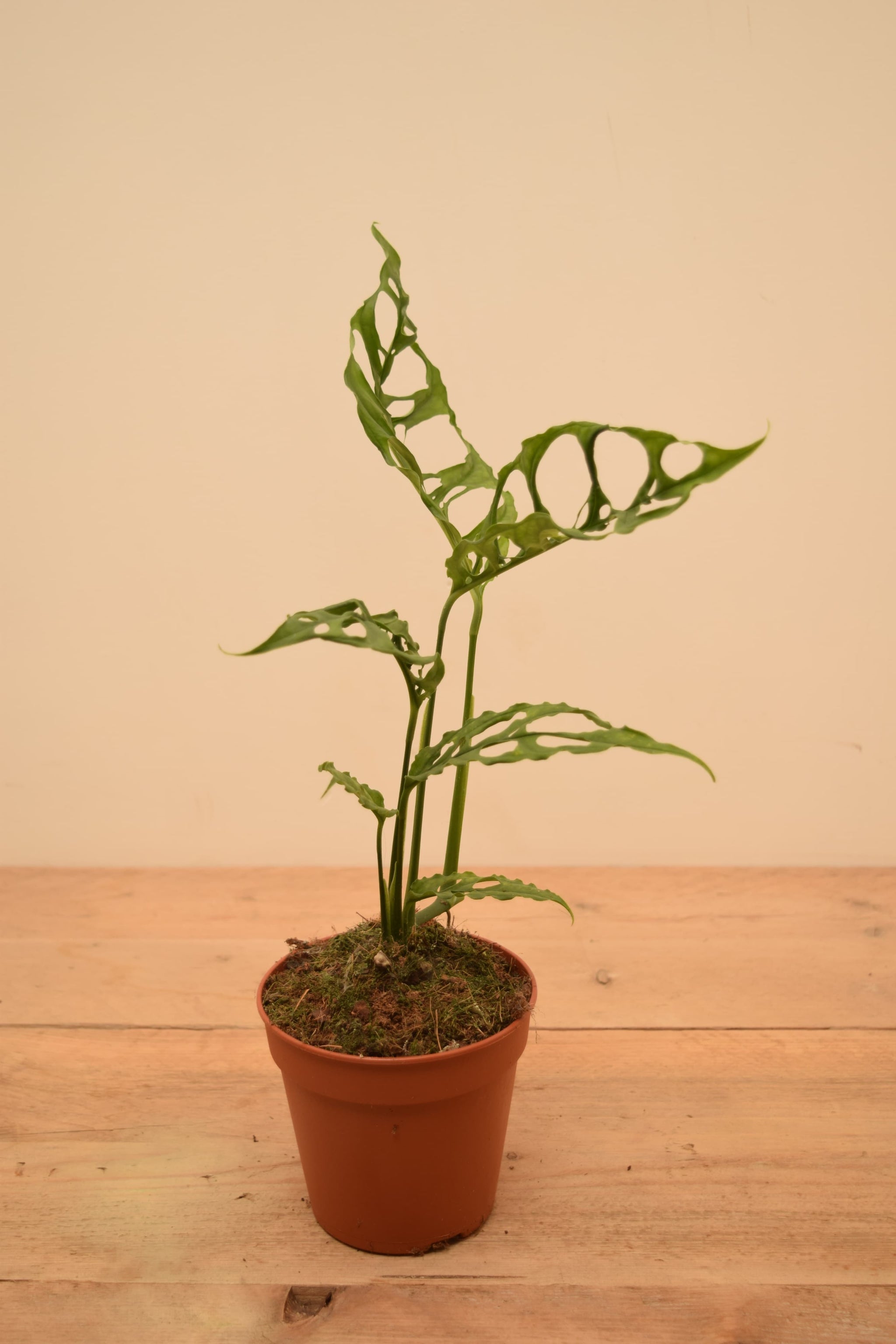 Monstera obliqua sp. 'Peru'