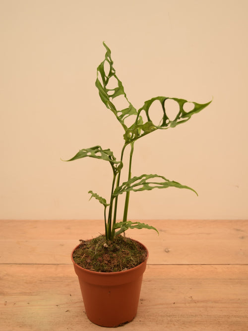 Monstera obliqua sp. 'Peru'