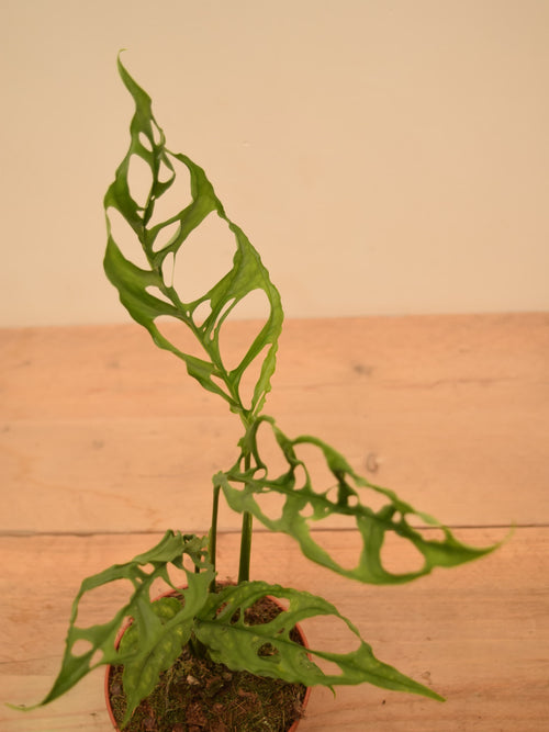 Monstera obliqua sp. 'Peru'