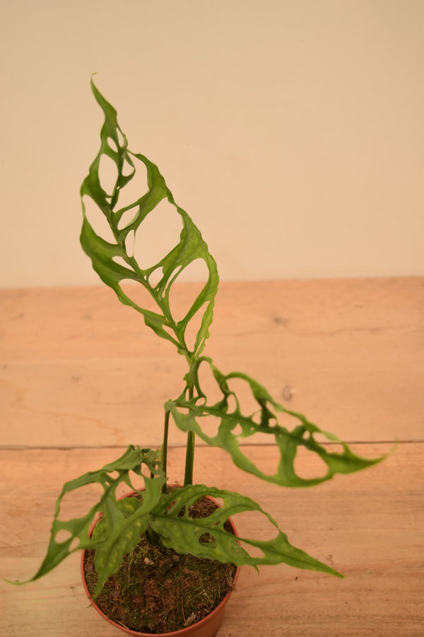 Monstera obliqua sp. 'Peru'