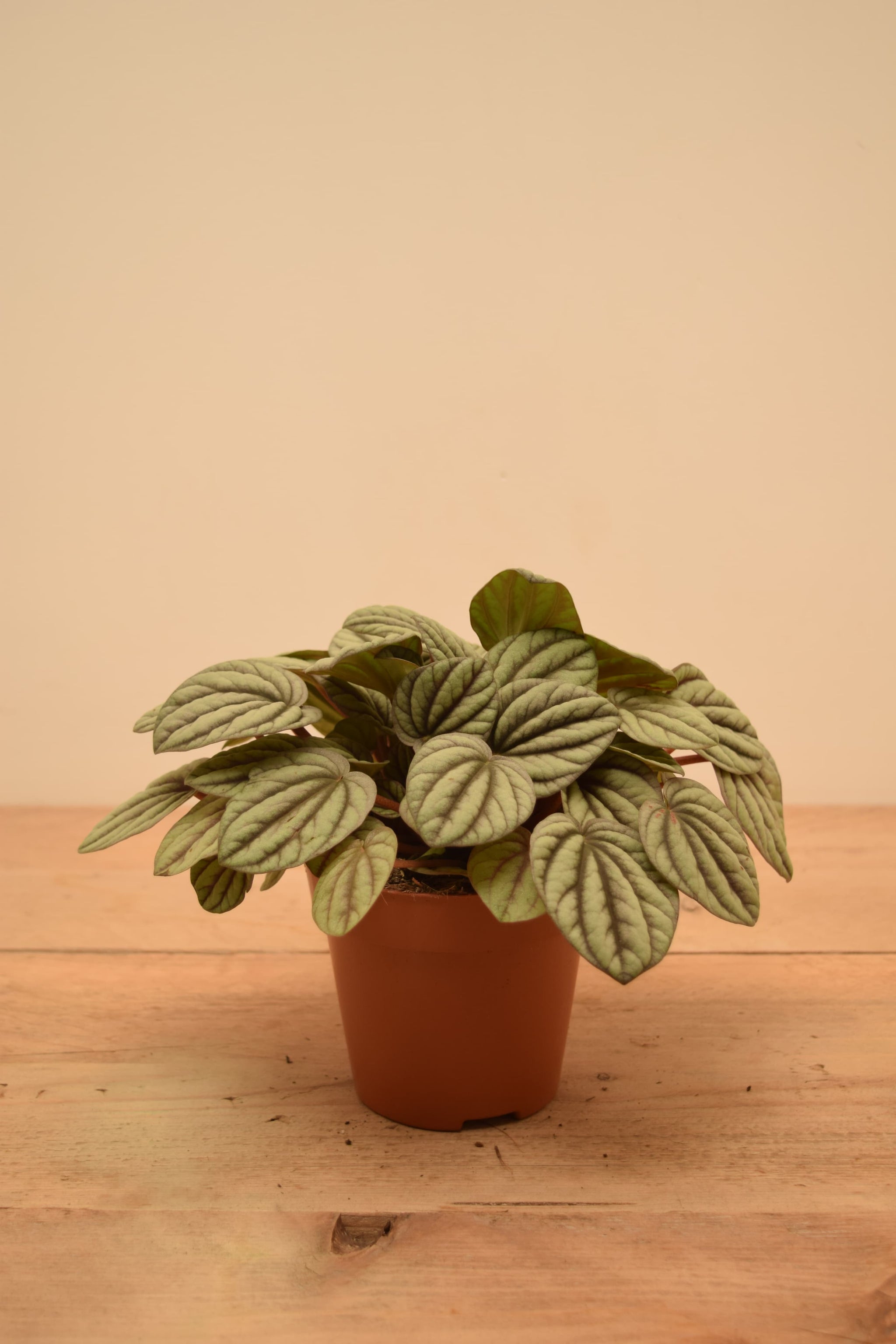 Peperomia albovittata 'Mystique'