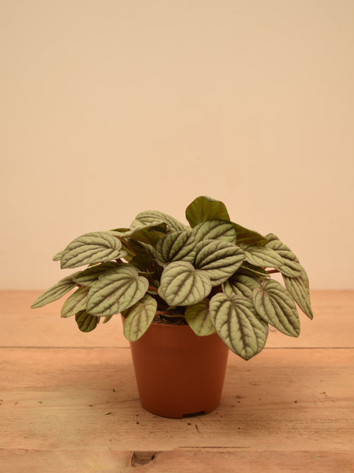 Peperomia albovittata 'Mystique'