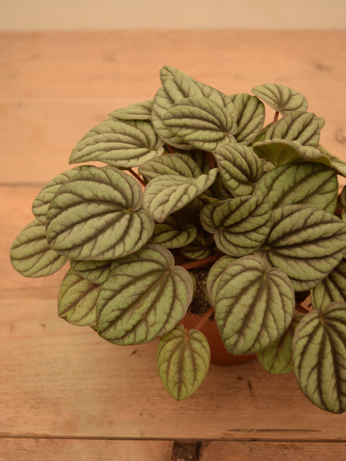Peperomia albovittata 'Mystique'