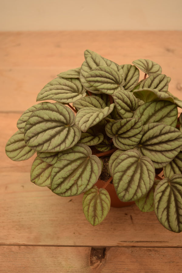 Peperomia albovittata 'Mystique'