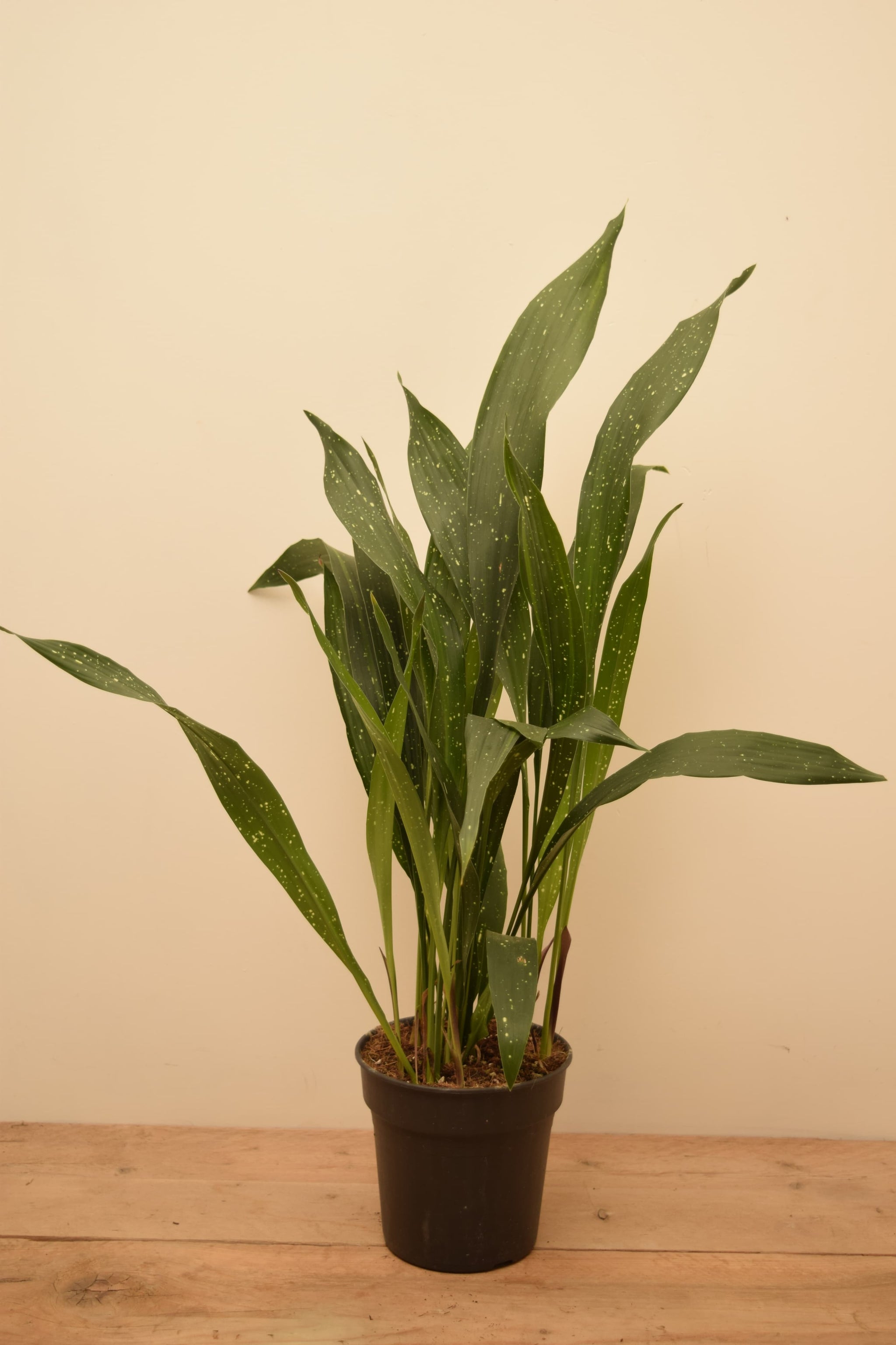 Aspidistra elatior 'Milky Way'