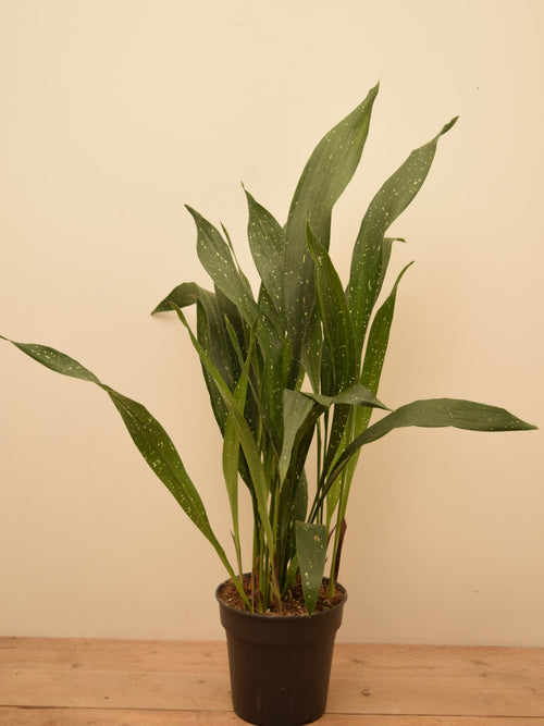 Aspidistra elatior 'Milky Way'
