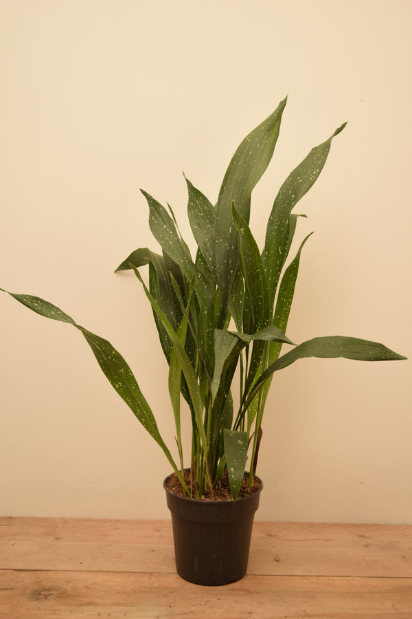 Aspidistra elatior 'Milky Way'