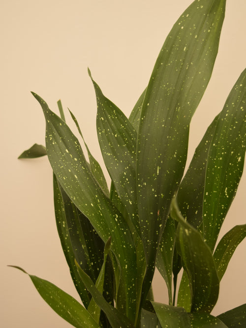 Aspidistra elatior 'Milky Way'