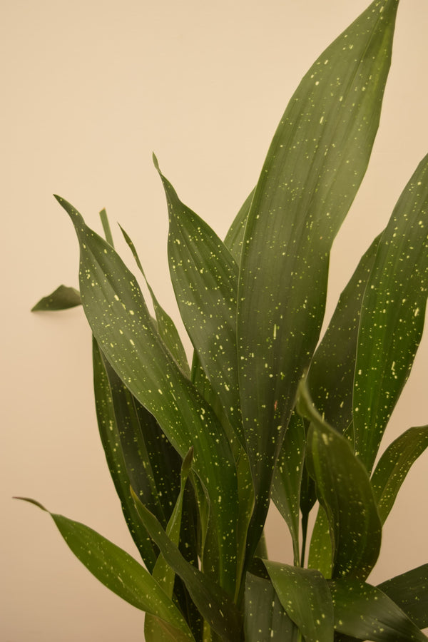 Aspidistra elatior 'Milky Way'