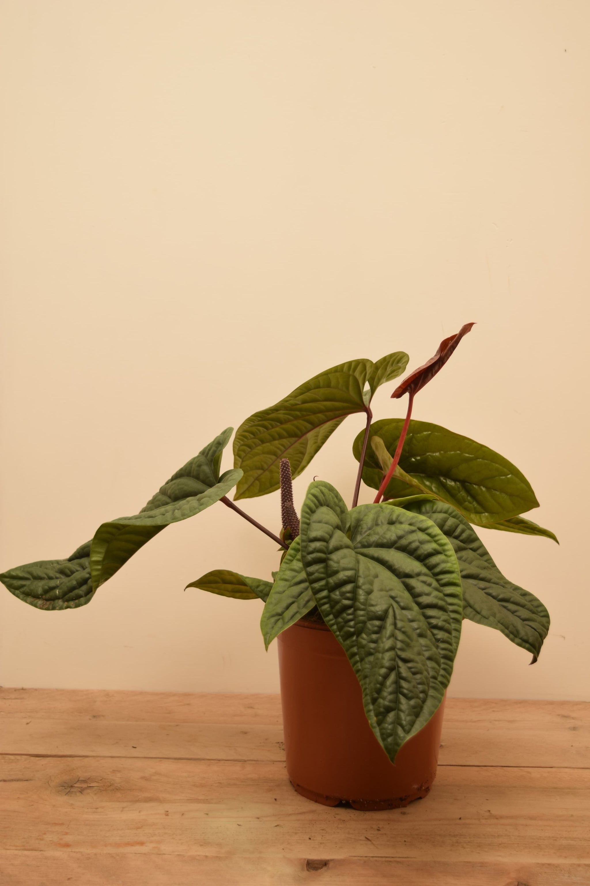 anthurium luxurians petiole Anthurium luxurians x radicans