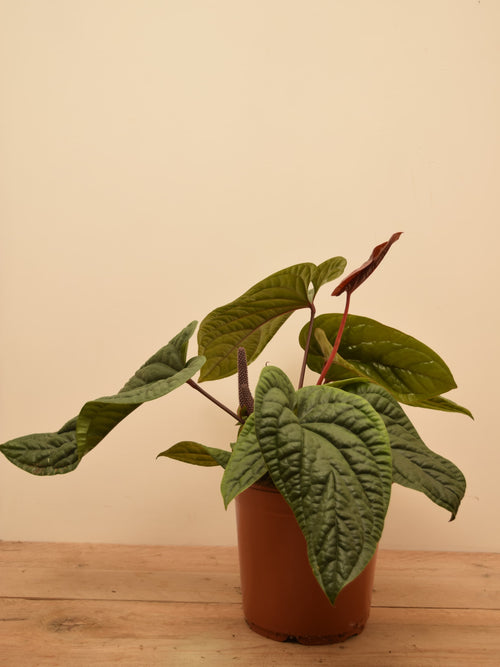 Anthurium luxurians x radicans