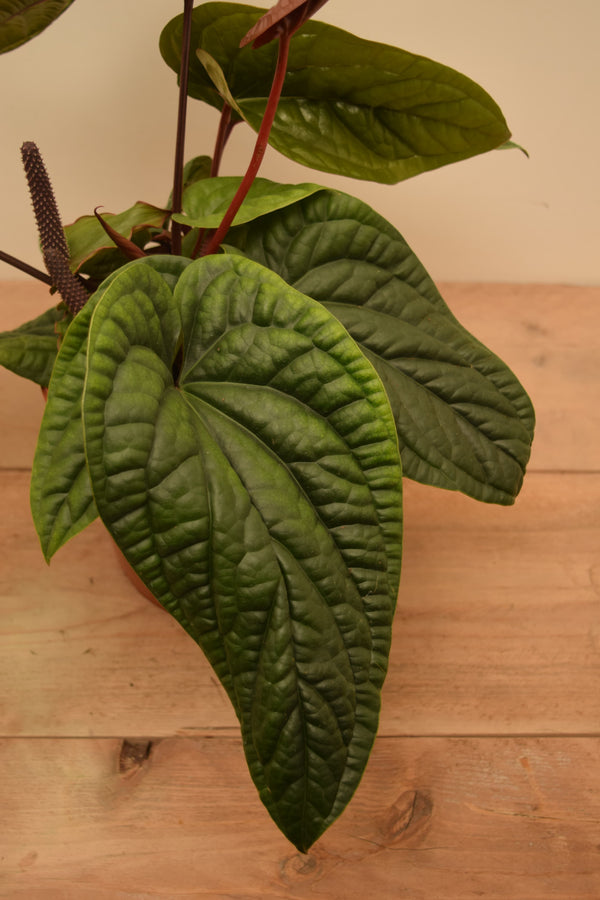 Anthurium luxurians x radicans