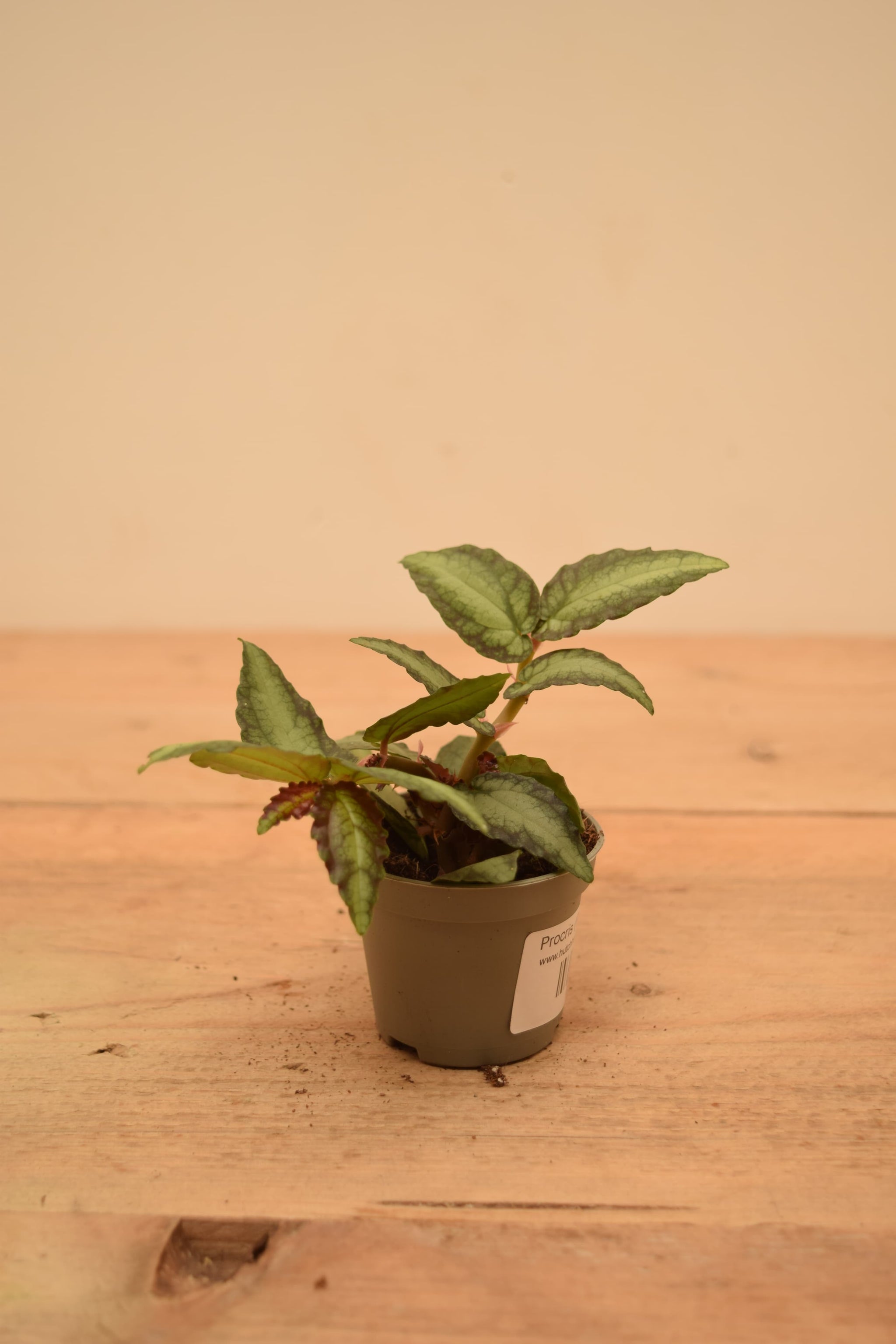 Procris (Pellionia) repens