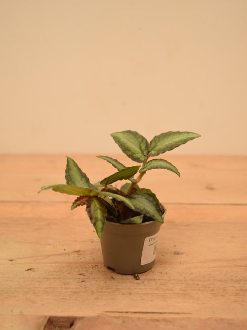 Procris (Pellionia) repens