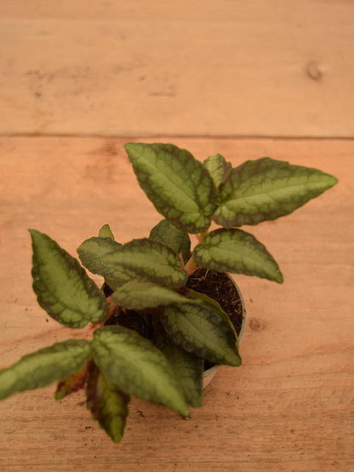 Procris (Pellionia) repens