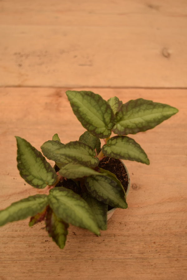 Procris (Pellionia) repens