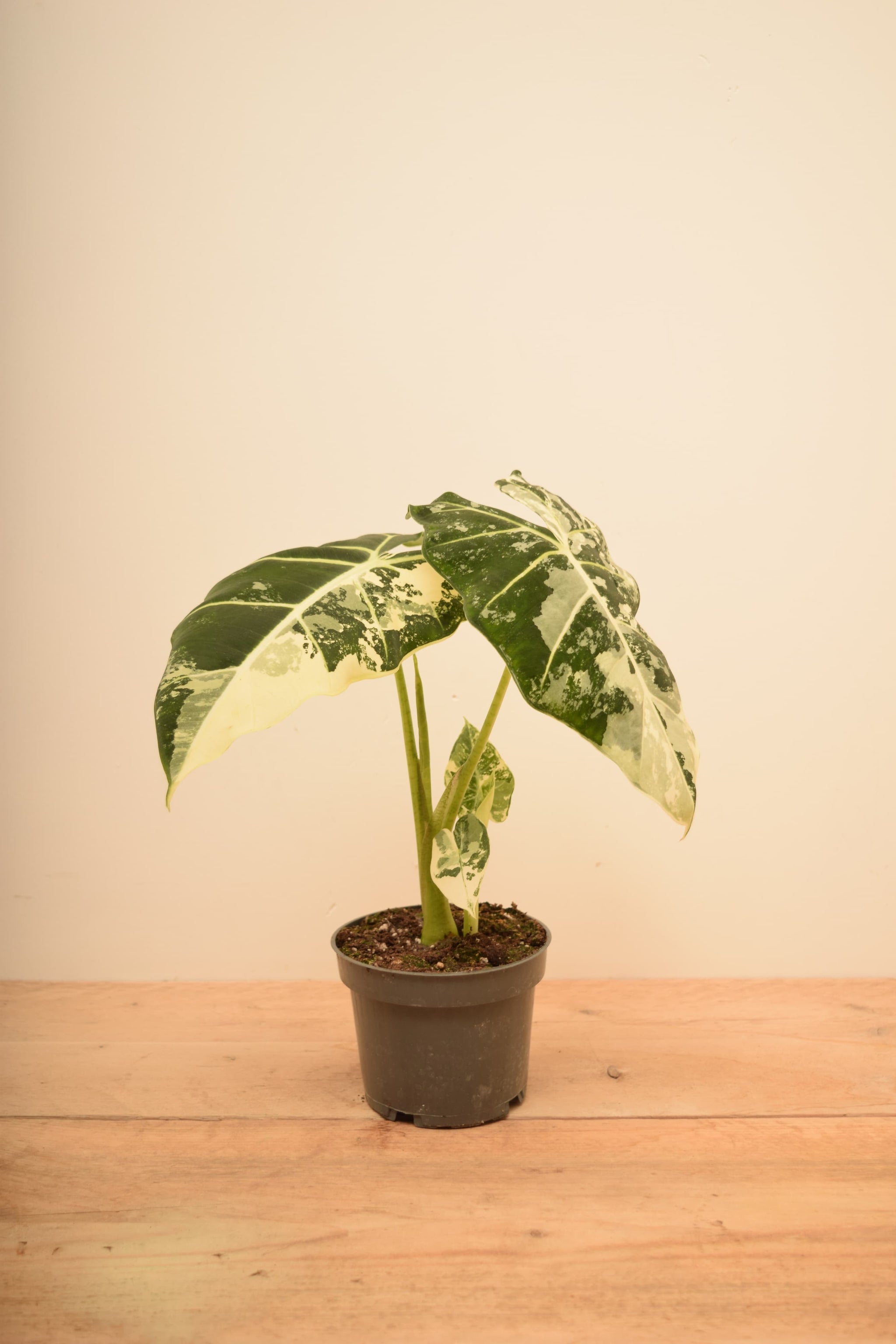 Alocasia micholitziana 'Frydek Variegata'