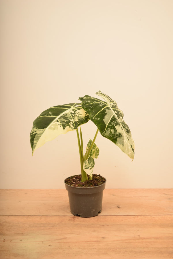 Alocasia micholitziana 'Frydek Variegata'