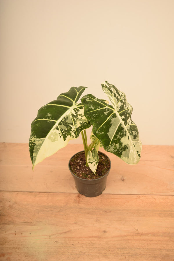 Alocasia micholitziana 'Frydek Variegata'