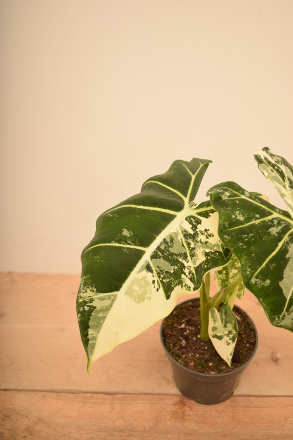 Alocasia micholitziana 'Frydek Variegata'
