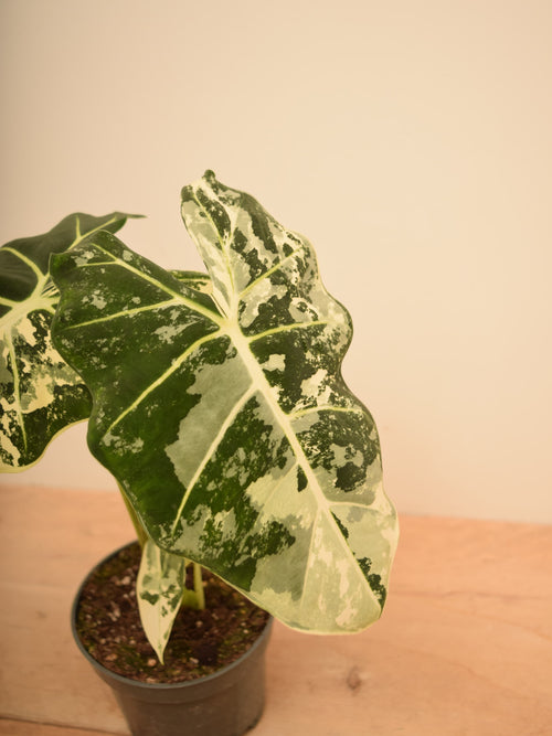 Alocasia micholitziana 'Frydek Variegata'