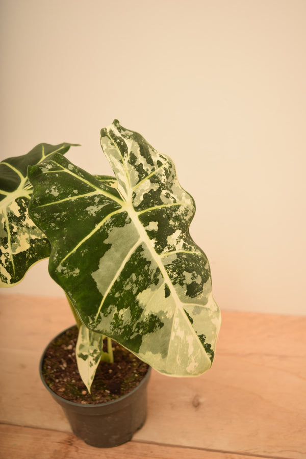 Alocasia micholitziana 'Frydek Variegata'
