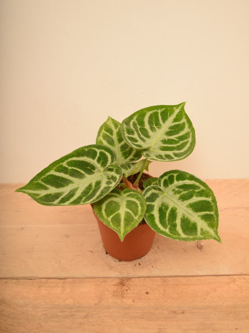 Anthurium crystallinum 'Silver Blush'