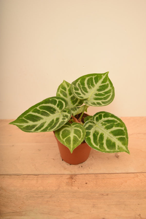 Anthurium crystallinum 'Silver Blush'