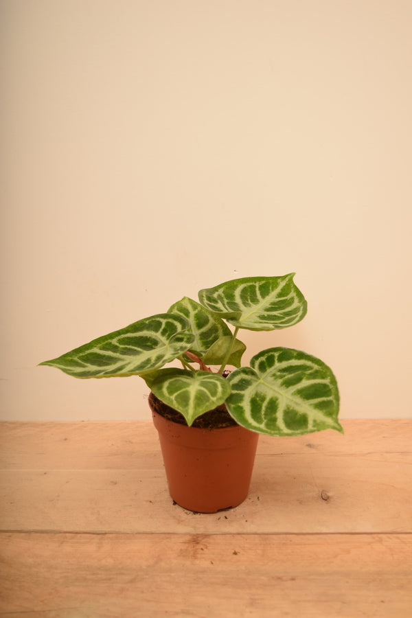 Anthurium crystallinum 'Silver Blush'