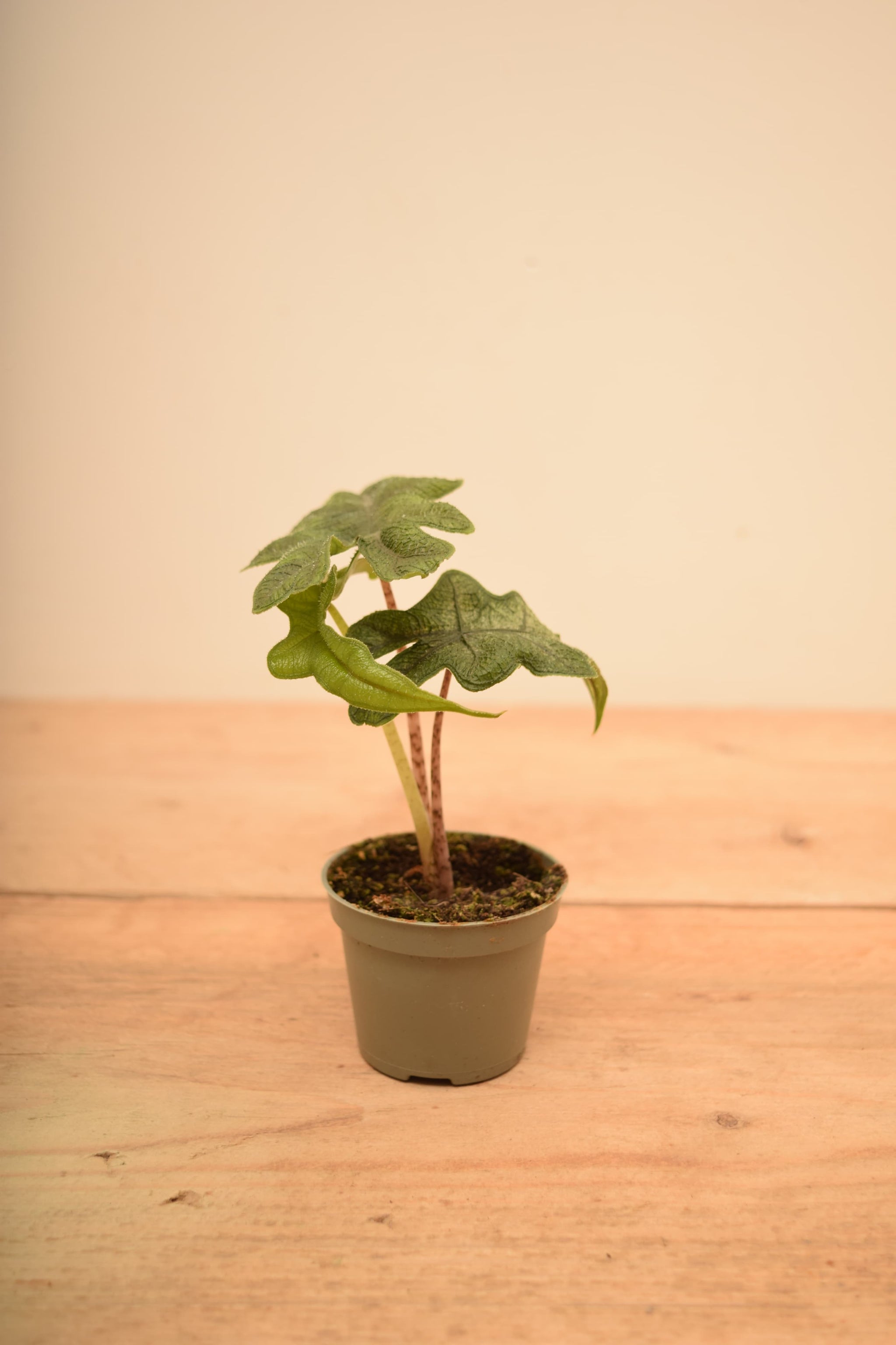 Alocasia tandurusa syn. Alocasia 'Jacklyn'