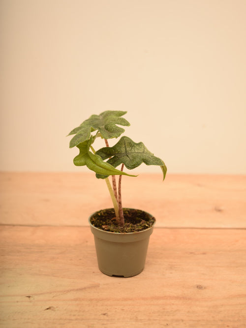 Alocasia tandurusa syn. Alocasia 'Jacklyn'