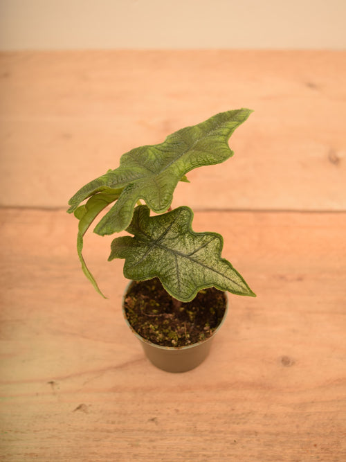 Alocasia tandurusa syn. Alocasia 'Jacklyn'