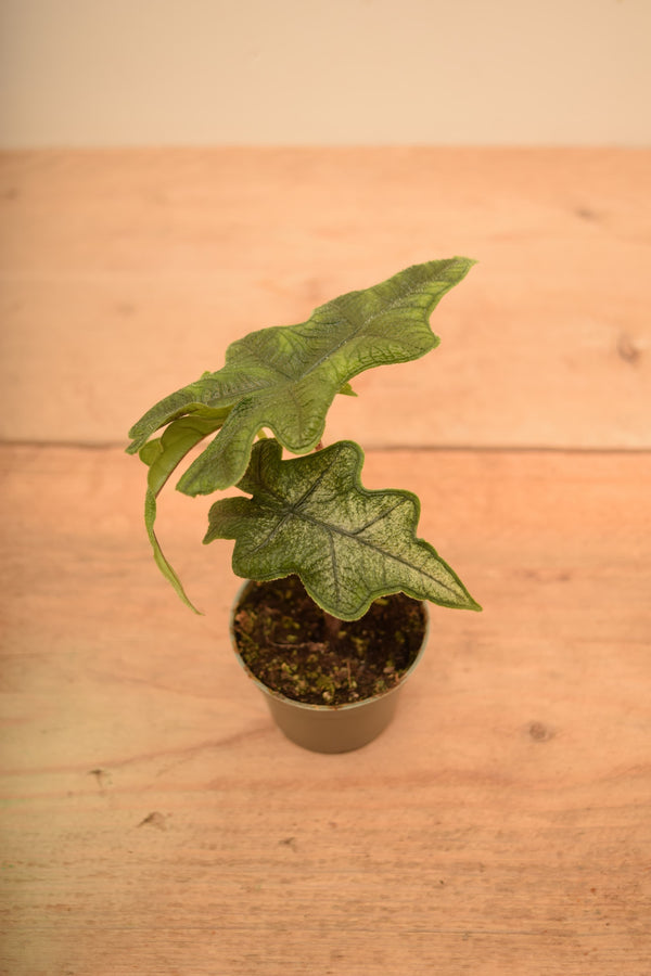 Alocasia tandurusa syn. Alocasia 'Jacklyn'