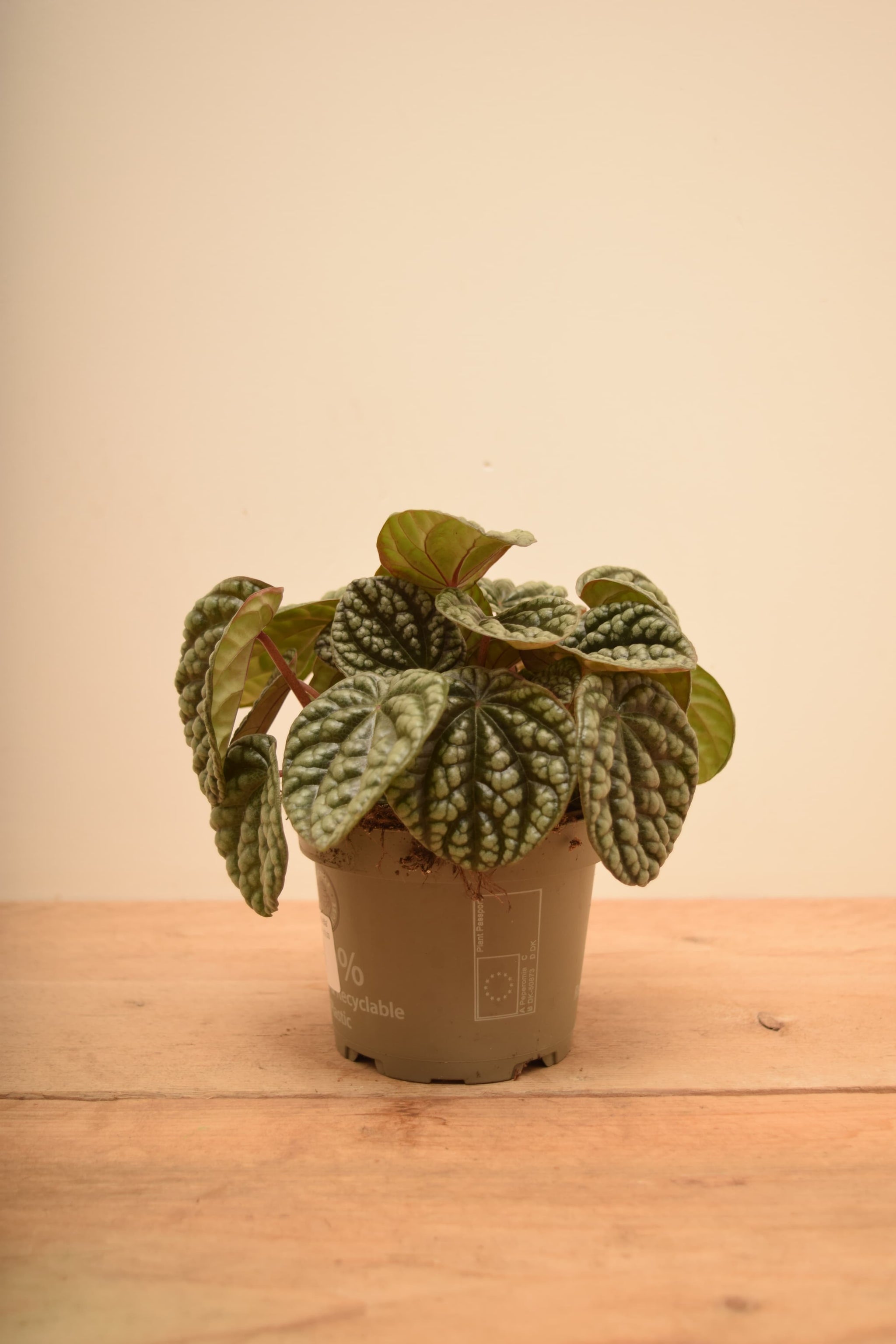 Peperomia caperata 'Burbella'