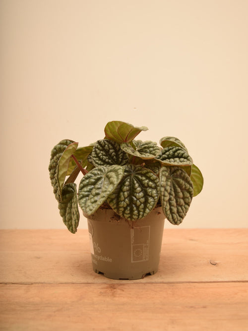 Peperomia caperata 'Burbella'