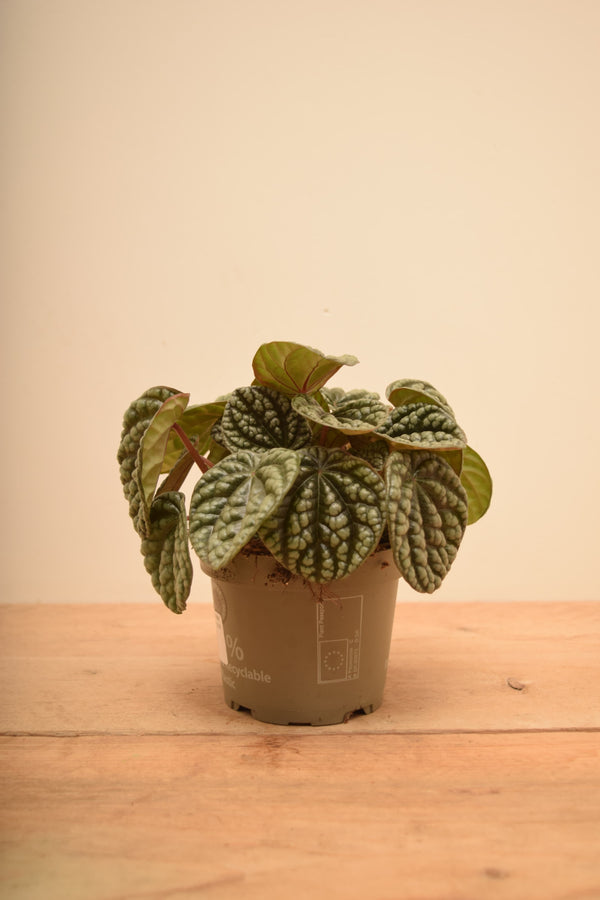 Peperomia caperata 'Burbella'